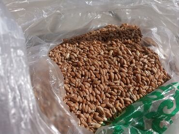 бамбук семена: Продаю семенную чищенную пшеницу сорта Интенсивный. Имеется документ