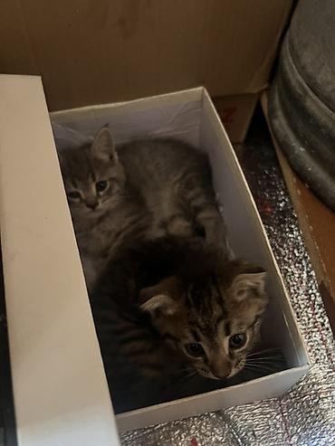 мышык кошка: Котята, полосатики из одного помёта. Описание: - Окрас: тигровый — 1