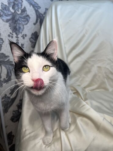 Продажа кошек: Беспородная, 9 месяцев, Мальчик, Биколор, Приучена к лотку, Проглистована, С документами — 3