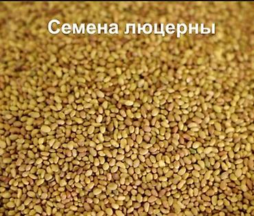 Кормовые растения: Беде урук, эспарцет урук сатылат, жугору урук кепилдиги менен дун жана — 2