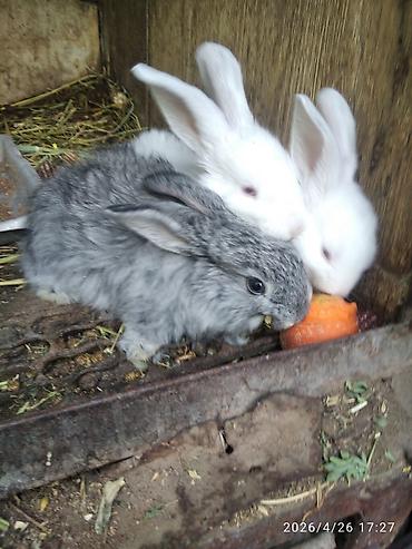 Кролики: Продаю | Крольчата — 8