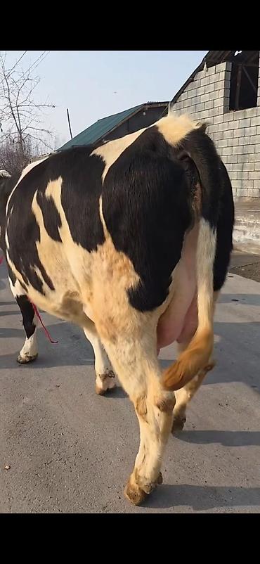 Inəklər, öküzlər: Südlük inək buzovla birlikdə - Cins: Holşteyn tipli, ağ-qara rəngli - — 10