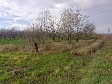 Kirayə torpaq sahələri: Kənd təsərrüfatı — 7