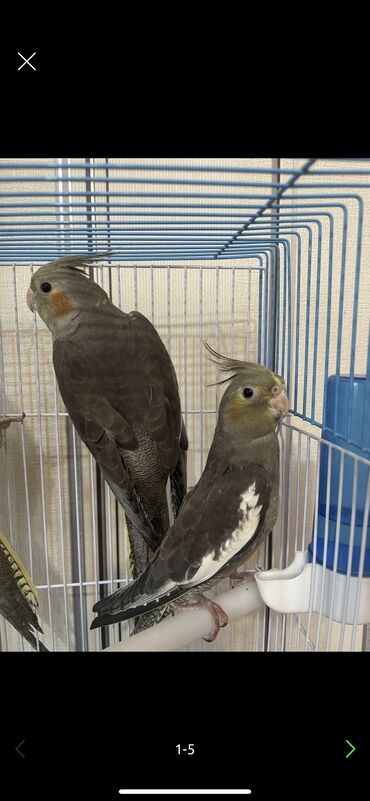 возьму котенка бесплатно: Salam Korella quşları Satılır Biri 25 manatadi Mağaza deyil öz
