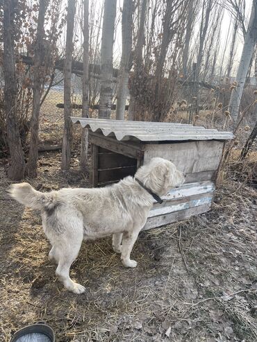 дворняжка собака: Алабай, Более 5 лет, Самец