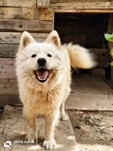 samoyed balasi satilir: Samoyed, 1 il, Dişi, Peyvəndli, Ünvandan götürmə