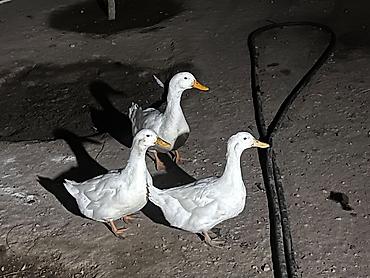 vendam kendi: Pekin ördəyi hərgün yumurtlayırlar erkek akdiv di barter mümkündür 1 i — 2