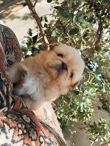 İtlər: Pekines — 11