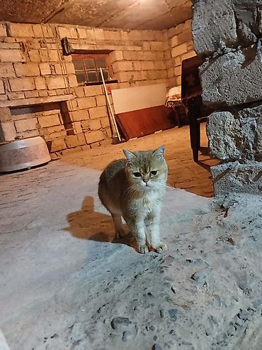 pişik şotlant: Britan, Erkək — 3