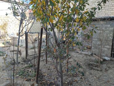 Həyət evləri və villaların satışı: Hövsan qəs. 2 otaqlı, 42 kv. m, Orta təmir — 5