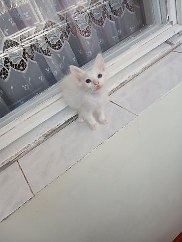 pişik adı: 2ayliq dişi anqora balasi satilir 😽🐾❤️ -Bu balaca bala evde doğulub — 1