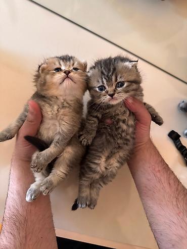 Pişiklər: Britan — 10