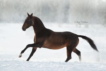 Лошади, кони: Продаю | Жеребец | Для разведения, Конный спорт | Племенные, Осеменитель — 7