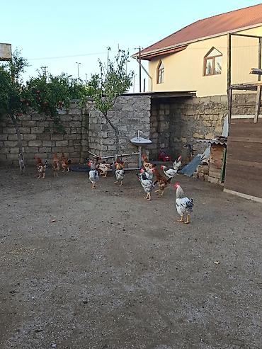 simental buzov satisi: Xoruz, il: <1, Pulsuz çatdırılma — 2