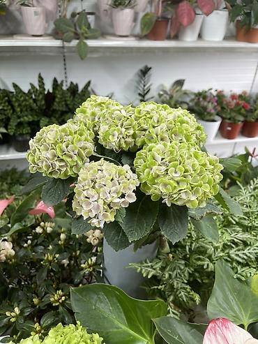 гортензия саженцы: Гортензия крупнолистная (Hydrangea macrophylla) в горшке - Пышные — 2