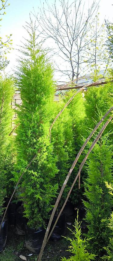 buket şekilleri: Leylandi tuya ağacları – dekorativ, həmişəyaşıl hasar və landşaft üçün — 3