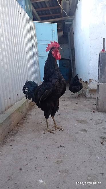 Куры, петухи: Продаю | Инкубационные яйца | Для разведения — 18
