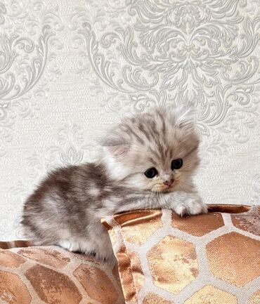 Pişiklər: Britan yastı qulaq, Erkək, Dişi, Yaxşı əllərə, Ünvandan götürmə, Pulsuz çatdırılma, Ödənişli çatdırılma — 111