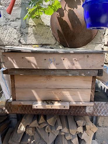 arı yuvası: 🐝 TƏMİZ BOZ QAFQAZ ARILARI SATILIR 🍯 Arıçılıqla məşğul olanlar üçün — 1