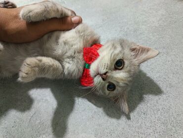 американский вислоухий кот: Britan