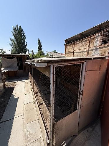 elite hause: 📍 В Сокулуке от трассы 500 м продается дом на участке 15 соток, 65 — 6