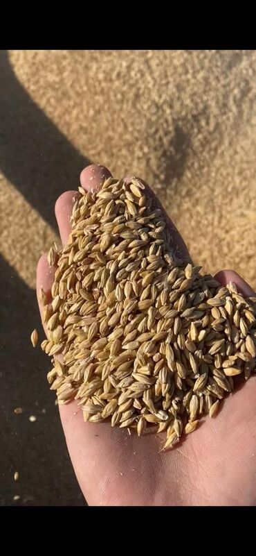 ячмень корм: Ячмень пшеница с доставкой 
звоните. 
 от 2 тонн и выше