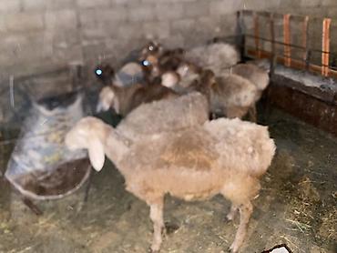 карова малоко: Продаю | Баран (самец), Ягненок | Для разведения — 1