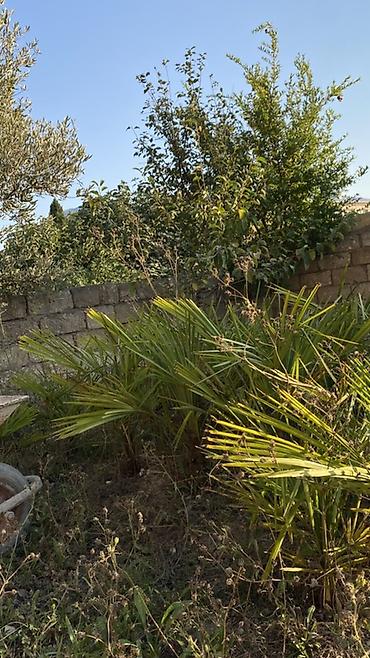 natural halı: Dekorativ xurma (palma) kolları/səpintiləri - Növ: Fan formalı — 3