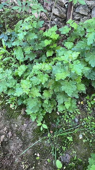 Otaq bitkiləri: Her cure guler var veregliyin baxin ancag xanimlara satiş olur Gencedi — 7