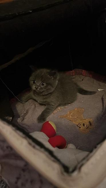 Pişiklər: Britan — 10