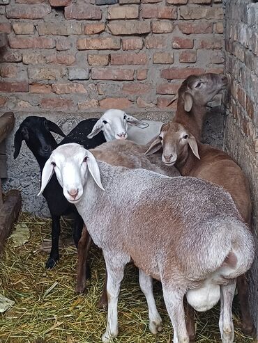 скоттиш фолд шотландская вислоухая кошка: Сатам | Козу, Кочкор (эркек) | Гиссар, Аргын, Эдильбай | Союуга, Көбөйтүү үчүн | Токту