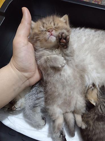 Pişiklər: Britan, Erkək, Yaxşı əllərə, Ünvandan götürmə — 8