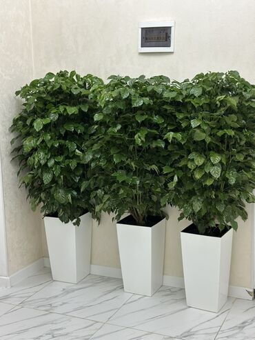 эшиктер уй: Продаются кофейные деревья (живой)🌿☕️ Высота: 1 м 40 см Цена: 3000 сом