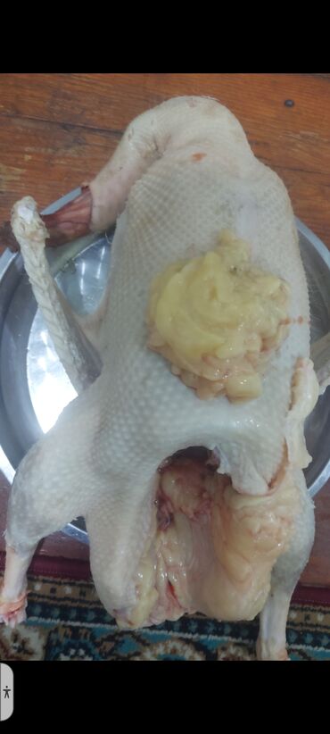 Digər quşlar: Allah herkesin xeyrini versin. Gördüyünüz oz qapinin hinduwkalarindan — 9