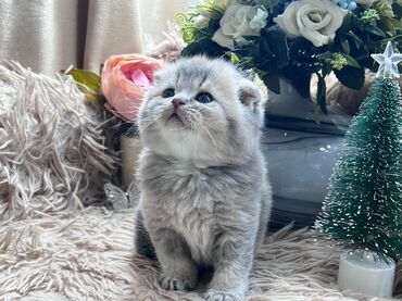 Pişiklər: Britan, Pulsuz çatdırılma — 5