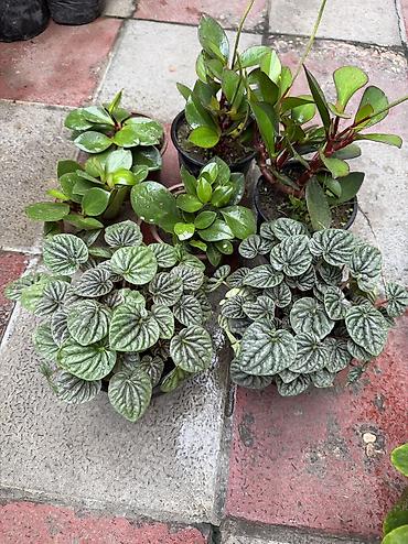 yasəmən agaci satisi: 1. Şeflera 8azn hündürlük 50-60sm 2. Peperomia 5-6azn. 3.Dua gülləri — 3