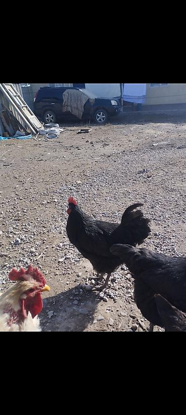Куры, петухи: Продаю | Петух | Для разведения — 7