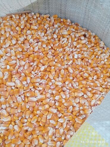 срочно продаю в связи с переездом: Мүшөктөлгөн 2тонна Кеминде