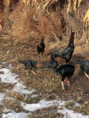 Птицы: Продаю бойцовский петух 🐓🐓 и Куре адрес Красноя речка