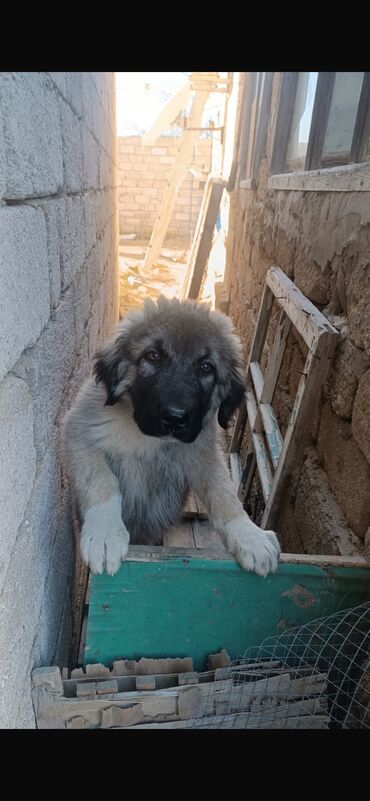 qafqaz ovcarkasi: Qafqaz çoban iti, 3 ay, Erkek, Ödənişli çatdırılma