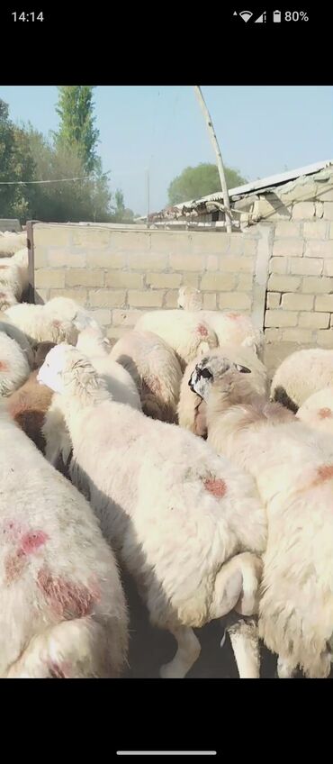 sudluk inekler satisi: 31 Okdyabr 400 baş Super Damazdiq Boğaz Şişəklər Satılır Kim istəsə