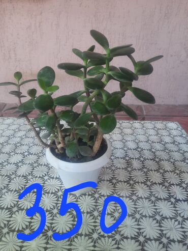 Алоэ: Алоэ at lalafo.kg — 6 Алоэ: Алоэ — 6