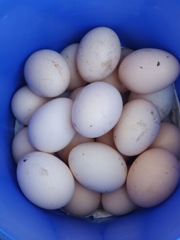 yumurtalar: Yumurta