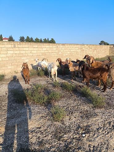 Keçilər, çəpişlər: Boer/Nubian tipli uzunqulaq keçilər – qrup şəkilində - Qrup halında — 2