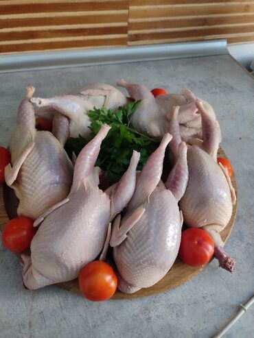 домашние птицы: Продам перепелок молодые на мясо