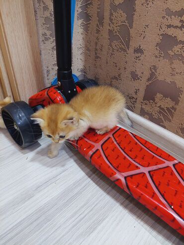 Pişiklər: Qızıl şinşilla, Erkək, Dişi, Yaxşı əllərə, Ünvandan götürmə — 8