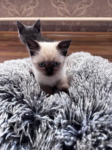 баранина живой: 🐾 **Отдам котят в добрые и заботливые руки!** 🐾 У нас **6 котят** — — 3