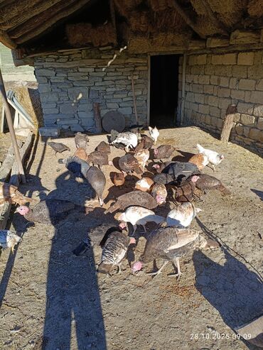 Hinduşka: Məhsul: Hind quşları (qarışıq rəngli sürü) Təsvir: - Təbii şəraitdə — 4