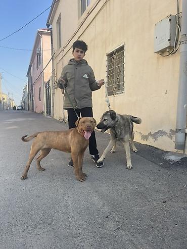 pitbull balaları: Pitbul, 2 il, Dişi, Sənədli, Ünvandan götürmə — 5
