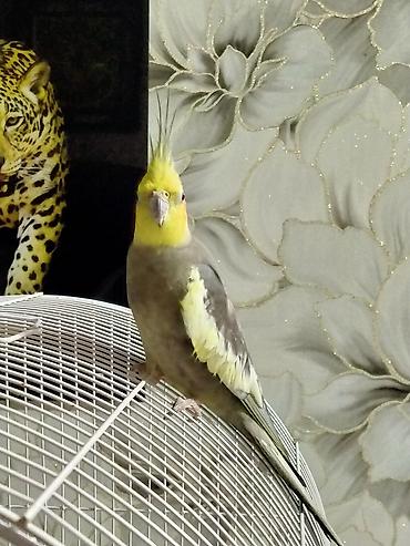 Tutuquşları: Salam 10 ayliq iri gorkemli saglam aktiv qizgin karella satilir. Hec — 11
